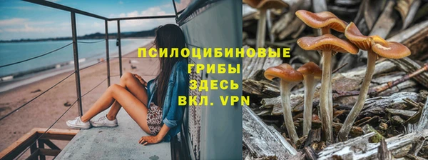 шишки Арсеньев